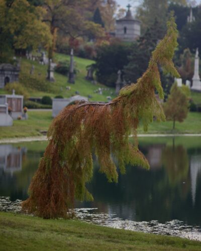 Fall foliage at Green-Wood Cemetery, 31 October 2022