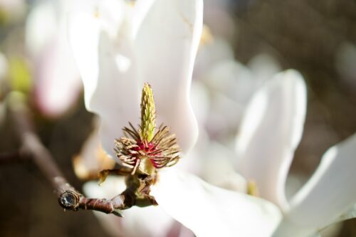 Cherry blossoms at Green-Wood Cemetery, Brooklyn, April 2023