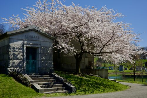 Cherry blossoms at Green-Wood Cemetery, Brooklyn, April 2023