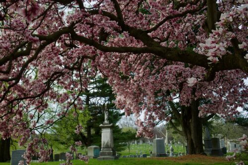 Cherry blossoms at Green-Wood Cemetery, Brooklyn, April 2023